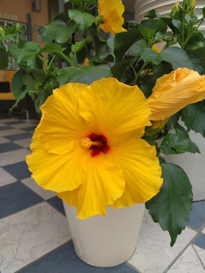 רימיני Hotel Venezia מראה חיצוני תמונה