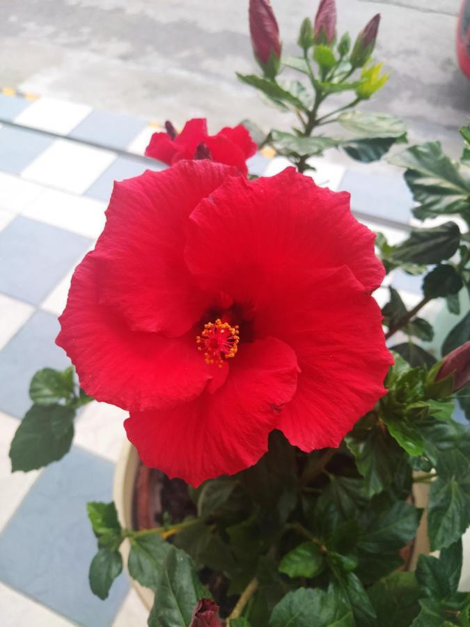 רימיני Hotel Venezia מראה חיצוני תמונה